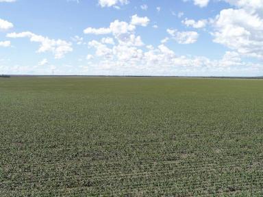 Cropping Sold - QLD - Dysart - 4745 - Dryland Cropping & Cattle with Scale  (Image 2)