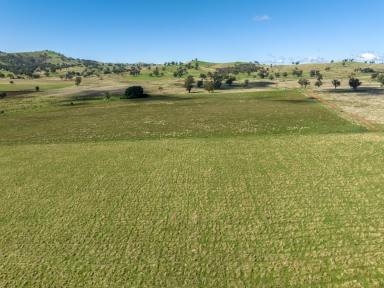 Livestock Sold - NSW - Gundagai - 2722 - Wattle Grove - Owned by the same family for 159 years  (Image 2)