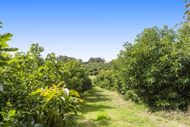 Mixed Farming For Sale - WA - Glenoran - 6258 - 136.4 Acres of productive crops & farmland  (Image 2)