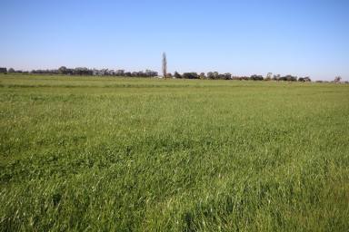 Cropping Sold - VIC - Tongala - 3621 - QUALITY SOIL TYPES - 137 ACRES - REDUCED PRICE  (Image 2)