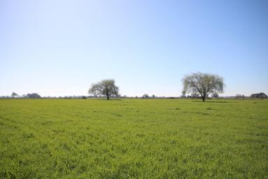 Cropping Sold - VIC - Tongala - 3621 - QUALITY SOIL TYPES - 137 ACRES - REDUCED PRICE  (Image 2)