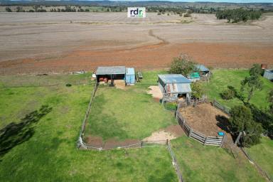 Lifestyle For Sale - NSW - Inverell - 2360 - YOUR OWN SLICE OF RURAL PARADISE  (Image 2)