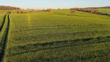 Mixed Farming For Sale - NSW - Warialda - 2402 - "Innesvale" 578 Innesvale Road Warialda  (Image 2)
