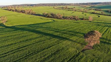 Mixed Farming For Sale - NSW - Warialda - 2402 - "Innesvale" 578 Innesvale Road Warialda  (Image 2)