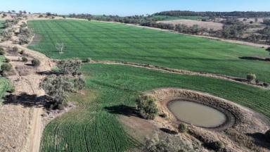 Mixed Farming For Sale - NSW - Warialda - 2402 - Crop Included  (Image 2)