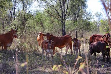Other (Rural) Sold - QLD - Jambin - 4702 - Callide Valley Grazing  (Image 2)