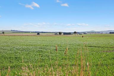 Cropping For Sale - VIC - Pitfield - 3351 - PRODUCTIVE BALLARAT DISTRICT ACREAGE  (Image 2)