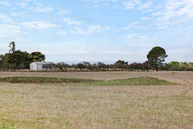 Livestock Sold - VIC - Irrewarra - 3249 - EXCELLENT COLAC DISTRICT COUNTRY  (Image 2)