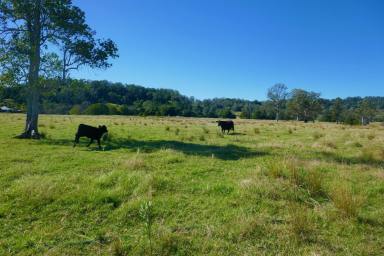 Lifestyle For Sale - NSW - Lismore - 2480 - ROCK VALLEY BREEDER FARM  (Image 2)