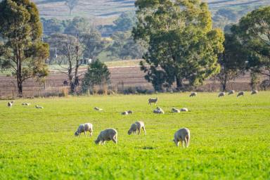 Mixed Farming Sold - NSW - Canowindra - 2804 - 860AC* BLUE RIBBON FARMING & GRAZING PROPERTY  (Image 2)