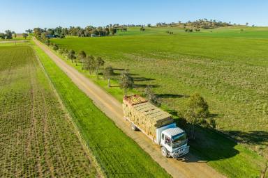 Mixed Farming Sold - NSW - Canowindra - 2804 - 860AC* BLUE RIBBON FARMING & GRAZING PROPERTY  (Image 2)