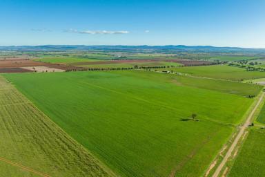 Mixed Farming For Sale - NSW - Canowindra - 2804 - 860AC* BLUE RIBBON FARMING & GRAZING PROPERTY  (Image 2)