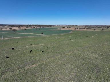 Mixed Farming Sold - NSW - Graman - 2360 - Large Cattle Breeding, Finishing & Cropping Platform  (Image 2)