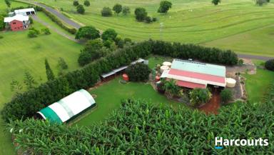 Horticulture For Sale - QLD - North Isis - 4660 - 7.4 ACRES - RED SOIL - BANANA FARM - GREAT LIFESTYLE  (Image 2)