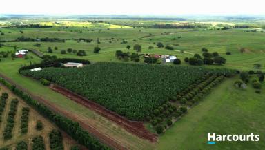 Horticulture For Sale - QLD - North Isis - 4660 - 7.4 ACRES - RED SOIL - BANANA FARM - GREAT LIFESTYLE  (Image 2)