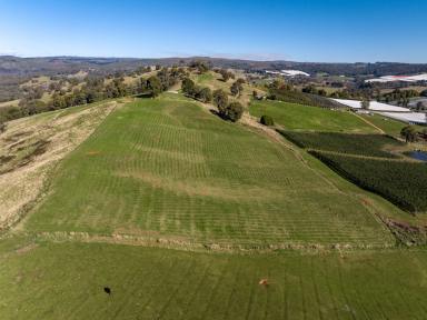 Lifestyle For Sale - NSW - Batlow - 2730 - Exceptional Snowy Valleys District Production & Lifestyle  (Image 2)