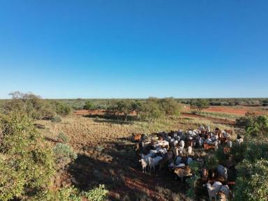 Horticulture For Sale - WA - Broome - 6725 - Large-scale Grazing with Further Irrigation Development Upside  (Image 2)