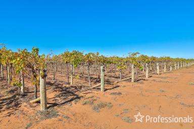 Viticulture For Sale - VIC - Merbein - 3505 - Highly Maintained Sultana Vineyard  (Image 2)