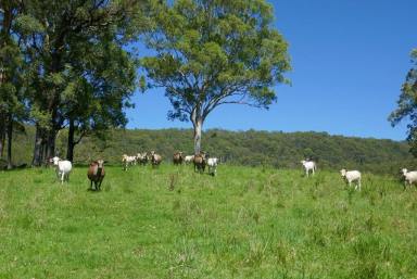 Livestock For Sale - NSW - Kyogle - 2474 - HANDY TO THE COAST  (Image 2)