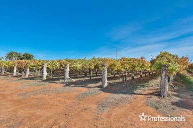 Horticulture For Sale - VIC - Red Cliffs - 3496 - 17 Acre Table Grape Vineyard with Family Home  (Image 2)