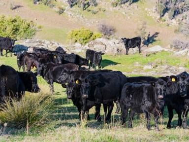 Mixed Farming Sold - NSW - Tumbarumba - 2653 - High Rainfall Grazing Within the Scenic Ournie Valley  (Image 2)