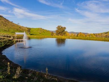 Mixed Farming Sold - NSW - Tumbarumba - 2653 - High Rainfall Grazing Within the Scenic Ournie Valley  (Image 2)