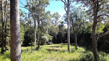 Residential Block Sold - QLD - Ravenshoe - 4888 - 31 acres of wilderness  (Image 2)