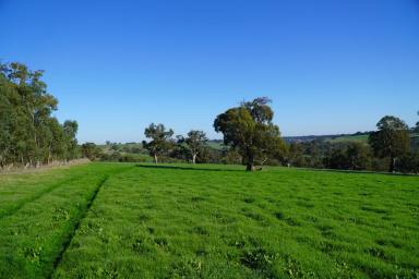 Commercial Farming Leased - VIC - Harrow - 3317 - FOR LEASE BY EXPRESSIONS OF INTEREST  1250 Ac - 505.85 Ha*  (Image 2)