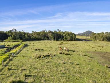 Lifestyle For Sale - QLD - Wamuran - 4512 - 4-Bedroom Workers Cottage on 40 acres Prime farming land - Reduced Price!  (Image 2)