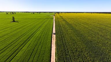 Cropping For Sale - NSW - Moree - 2400 - Institutional Grade Dryland Cropping and Grazing  (Image 2)