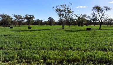 Cropping For Sale - NSW - Moree - 2400 - Institutional Grade Dryland Cropping and Grazing  (Image 2)