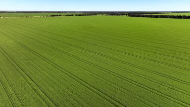 Cropping For Sale - NSW - Moree - 2400 - Institutional Grade Dryland Cropping and Grazing  (Image 2)