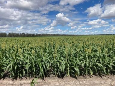Cropping For Sale - NSW - Moree - 2400 - Institutional Grade Dryland Cropping and Grazing  (Image 2)