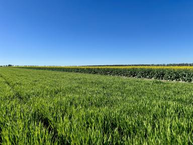 Cropping For Sale - NSW - Moree - 2400 - Institutional Grade Dryland Cropping and Grazing  (Image 2)