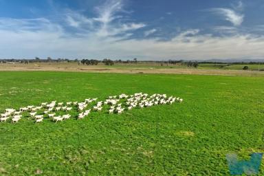 Lifestyle Sold - VIC - Hillside - 3875 - Ultimate Country Lifestyle  (Image 2)