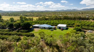 Cropping For Sale - QLD - Mareeba - 4880 - BE YOUR OWN BOSS WITH THE BEST VIEWS IN MAREEBA  (Image 2)