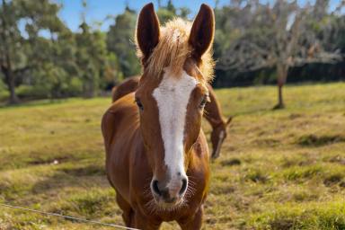 House Sold - QLD - Pechey - 4352 - HORSE LOVERS MUST INSPECT - 7.5 ACRES NORTH OF TOOWOOMBA  (Image 2)