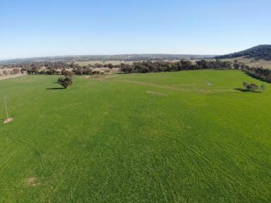 Mixed Farming For Sale - NSW - Boorowa - 2586 - 'Black Range' - Spectacular Hilltops Property  (Image 2)