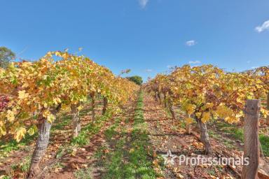 Horticulture For Sale - VIC - Robinvale - 3549 - Top Class Table Grape Property on 11.74Ha  (Image 2)
