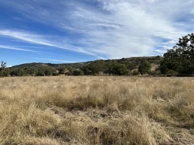 Livestock Sold - NSW - Bingara - 2404 - High Rainfall Horton Valley Grazing  (Image 2)