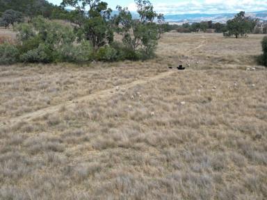 Livestock Sold - NSW - Bingara - 2404 - High Rainfall Horton Valley Grazing  (Image 2)