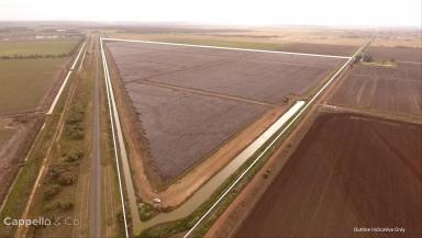 Other (Rural) For Sale - NSW - Leeton - 2705 - ALL THE HARD WORK DONE - LASERED, RECYCLE SYSTEM AND HOLDING DAM  (Image 2)
