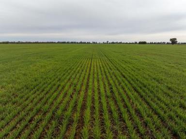 Cropping For Sale - NSW - West Wyalong - 2671 - Institutional Grade Turnkey Cropping Property  (Image 2)