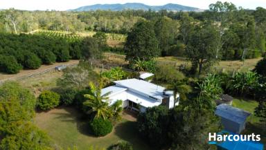 Horticulture For Sale - QLD - Talegalla Weir - 4650 - 89 Acres of Lifestyle with Income!!!  (Image 2)