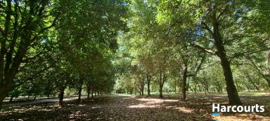 Horticulture For Sale - QLD - Talegalla Weir - 4650 - 89 Acres of Lifestyle with Income!!!  (Image 2)