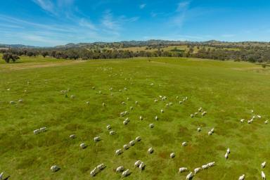 Mixed Farming For Sale - NSW - Cowra - 2794 - 1,546AC* RELIABLE RAINFALL, MIXED FARMING & GRAZING PROPERTY  (Image 2)