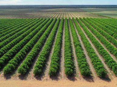 Horticulture For Sale - NSW - Euston - 2737 - Irrigated Horticulture & Development Opportunity  (Image 2)
