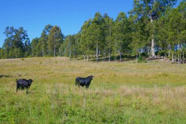 Livestock For Sale - NSW - Casino - 2470 - CASINO GRAZING PROPERTY  (Image 2)