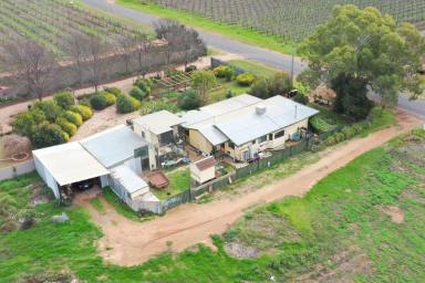 House Sold - VIC - Merbein - 3505 - LIFESTYLE ALLOTMENT WITH MODEST HOME & SHEDDING  (Image 2)