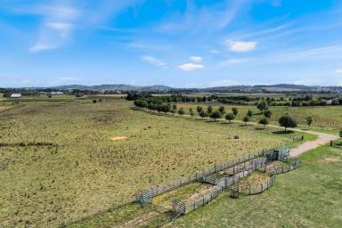 Mixed Farming For Sale - NSW - Spring Hill - 2800 - Opportunity to build on 145 acres, Close to Orange!!  (Image 2)